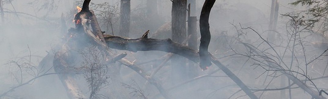 zdjęcie-Dym pochodzący z pożarów lasów w Kanadzie zaobserwowano nad Polską