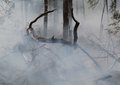 Dym pochodzący z pożarów lasów w Kanadzie zaobserwowano nad Polską
